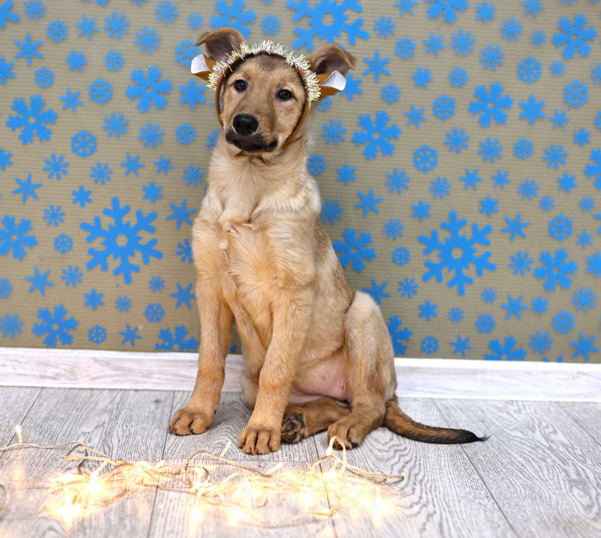 Собаки в Москве: Щенки бесплатно в Москве Девочка, Бесплатно - фото 2