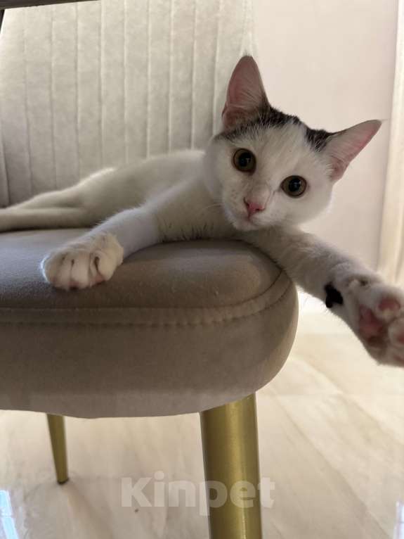 Кошки в Москве: Мия  Девочка, Бесплатно - фото 3