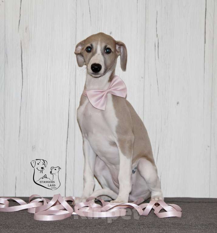 Собаки в Москве: Красавица Карелия Девочка, Бесплатно - фото 2