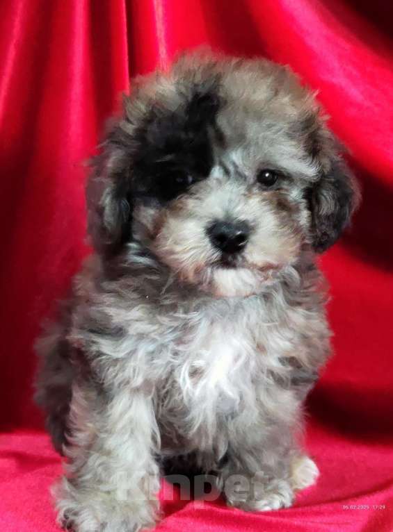 Собаки в Новосибирске: Щенок бишпу редкого окраса  Мальчик, 100 000 руб. - фото 3