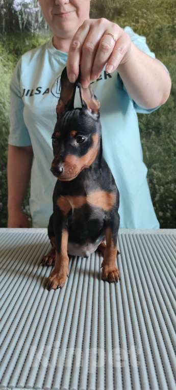 Собаки в Ореховом-Зуево: Щенки цвергпинчера Мальчик, 50 000 руб. - фото 7