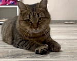 Кошки в Уфе: Кошка булочка в добрые руки Девочка, Бесплатно - фото 5