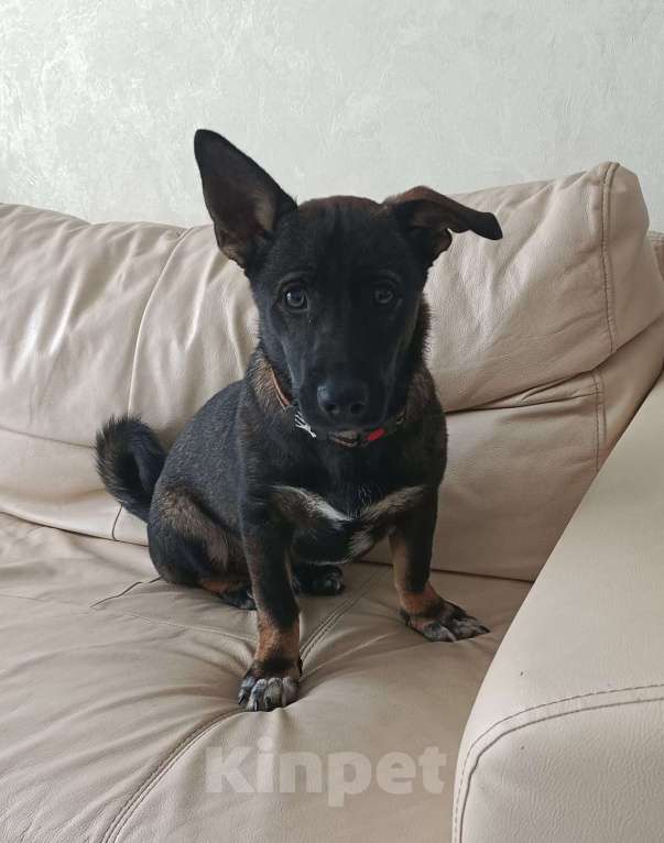 Собаки в Москве: Весёлый и озорной щенок Марик в добрые руки Мальчик, Бесплатно - фото 2