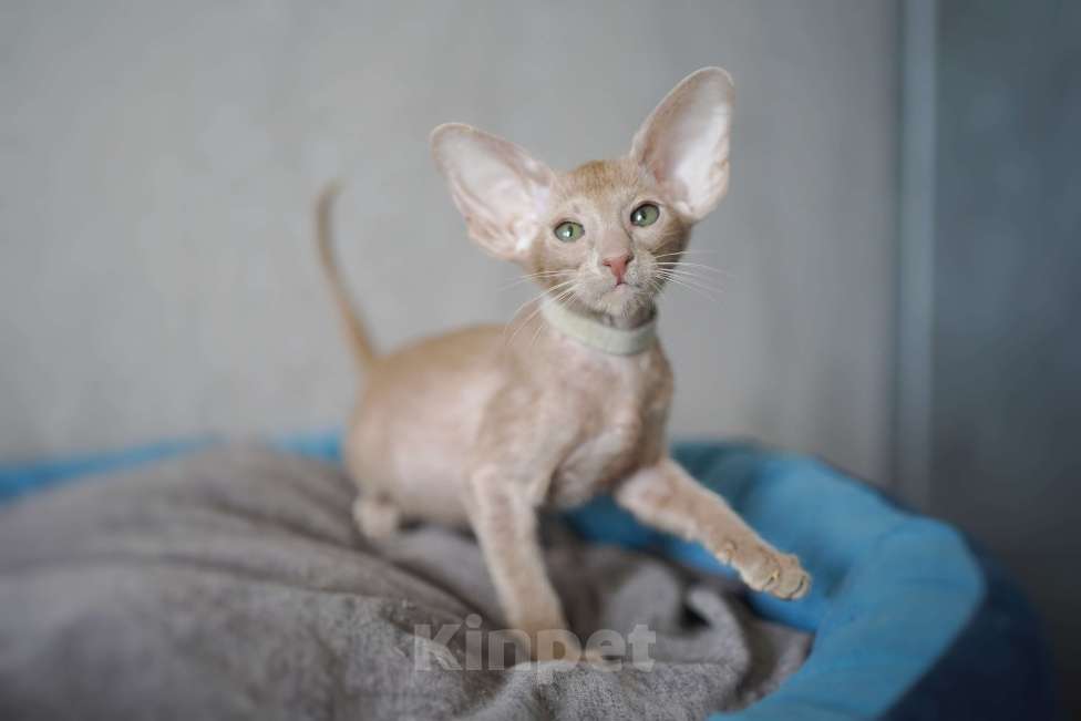 Кошки в Ростове-на-Дону: Ориентальный мальчик фавн Мальчик, 70 000 руб. - фото 3