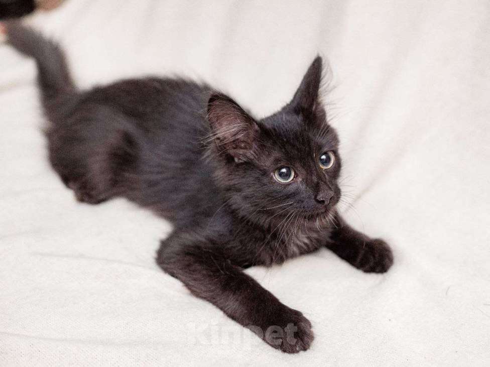 Кошки в Москве: Очень активный котенок ищет дом Мальчик, Бесплатно - фото 7