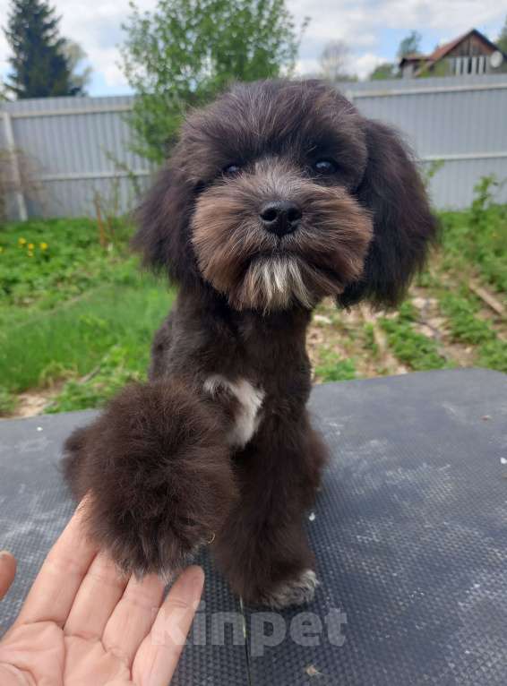 Собаки в Москве: мальтипу подрощенный мальчик Мальчик, 60 000 руб. - фото 9