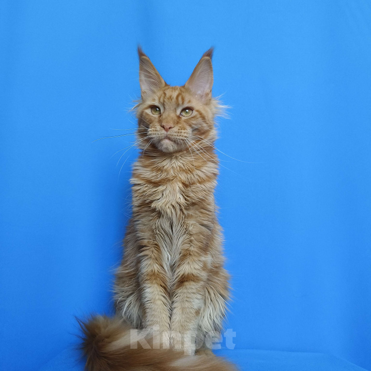 Кошки в Москве: Котёнок Мейн - Кун из питомника Мальчик Мальчик, 60 000 руб. - фото 5