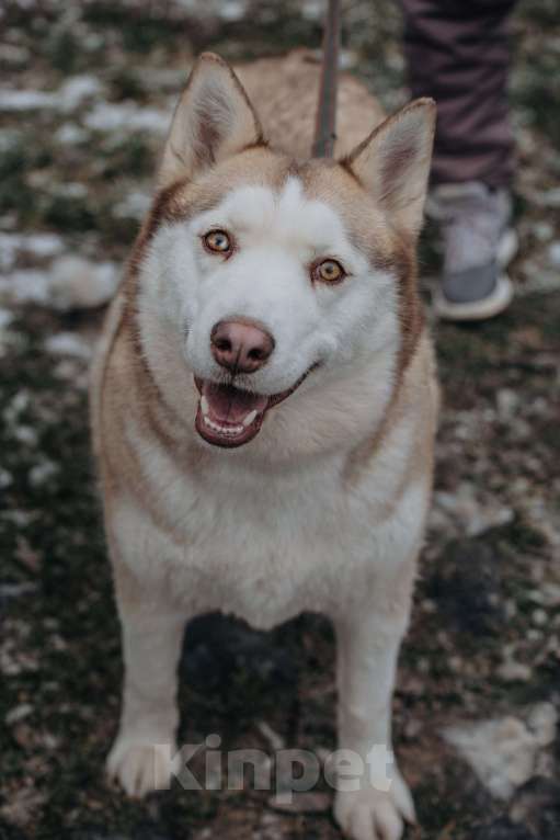 Собаки в Домодедово: В ДОБРЫЕ РУКИ  Девочка, Бесплатно - фото 9