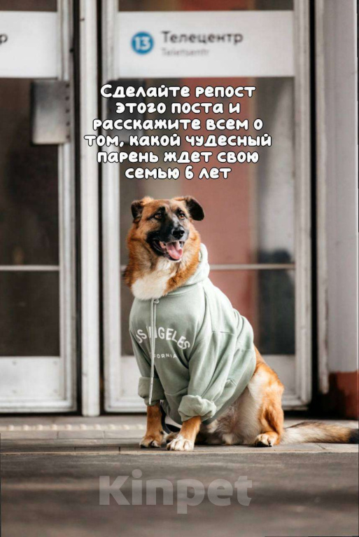 Собаки в Москве: Марти Мальчик, Бесплатно - фото 5