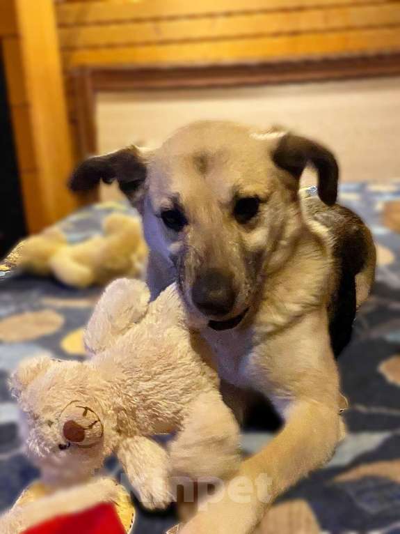 Собаки в других городах Ленинградской области: Чара, небольшая собака в поисках дома Девочка, Бесплатно - фото 2