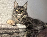Кошки в Малмыже: Котята Мейн кун, 9 000 руб. - фото 6
