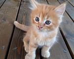 Кошки в Батайске: Котята ищут добрых хозяев Мальчик, 10 руб. - фото 1