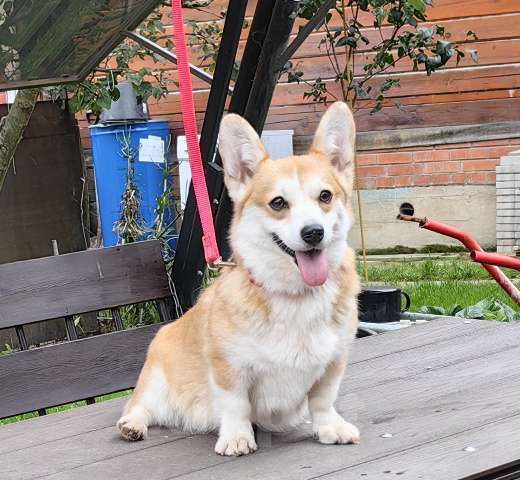 Собаки в Москве: Молодая сука. Вельш Корги Пемброк Девочка, 20 000 руб. - фото 6