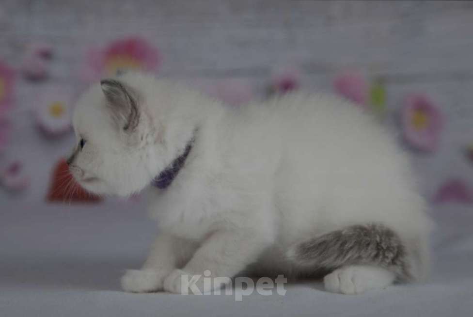 Кошки в Москве: Рэгдолл девочка с серым носиком Девочка, 30 000 руб. - фото 6