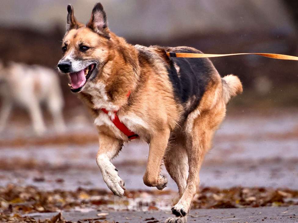 Собаки в Москве: Собака из приюта в добрые руки Девочка, Бесплатно - фото 4