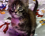 Кошки в Петергофе: Девулечка любопытинка Девочка, 40 000 руб. - фото 1