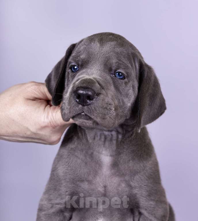 Собаки в Нижнем Новгороде: Немецкий Дог Чемпион Моего Сердца (Оранжевая лента) Девочка, 100 000 руб. - фото 7