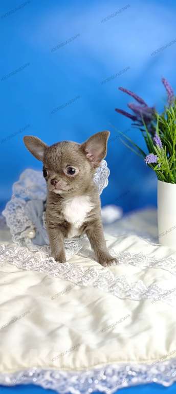 Собаки в Москве: Мини чихуахуа мальчик лилового окраса Мальчик, 50 000 руб. - фото 5