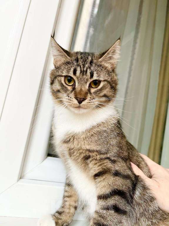Кошки в Москве: Молоденький полосатый котик Арчи в добрые руки Мальчик, Бесплатно - фото 5
