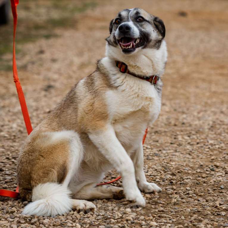 Собаки в Москве: Дейзи Девочка, Бесплатно - фото 2