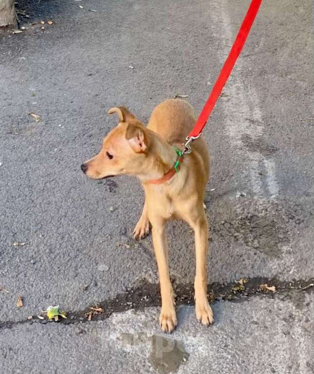 Собаки в Ростове-на-Дону: Маленькая Алиса в добрые ручки Девочка, Бесплатно - фото 2