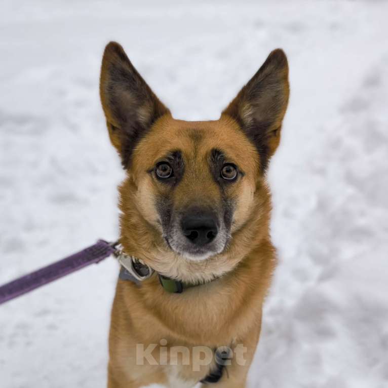 Собаки в Москве: Симба. Не король зверей, а король уюта и верности. Мальчик, Бесплатно - фото 1