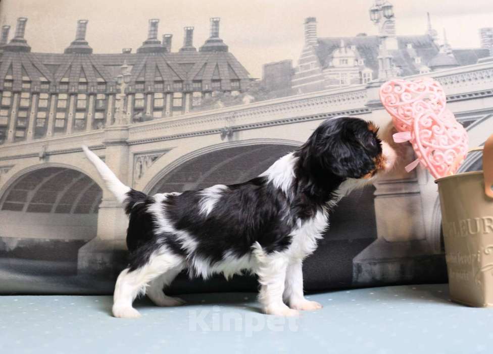 Собаки в Москве: Кавлер кинг чарльз спаниель Девочка, Бесплатно - фото 4