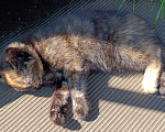 Кошки в других городах Ленинградской области: Котята в хорошие руки Разнополые, Бесплатно - фото 1