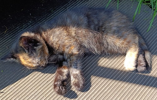 Котята в хорошие руки