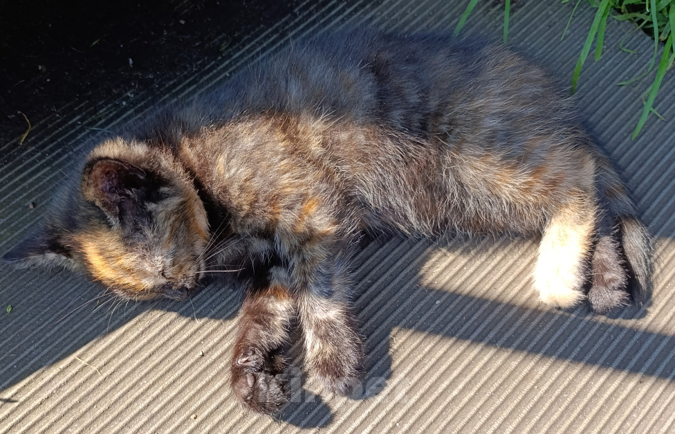 Кошки в других городах Ленинградской области: Котята в хорошие руки Разнополые, Бесплатно - фото 1