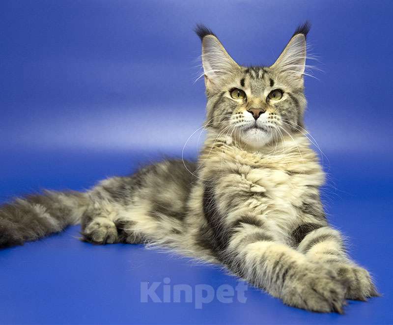 Кошки в Москве: Мейн кун котенок Девочка, Бесплатно - фото 3