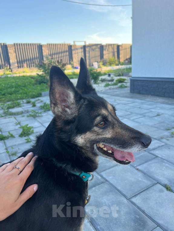 Собаки в Самаре: Собачка-метис Сильвана ищет новый дом Девочка, Бесплатно - фото 6