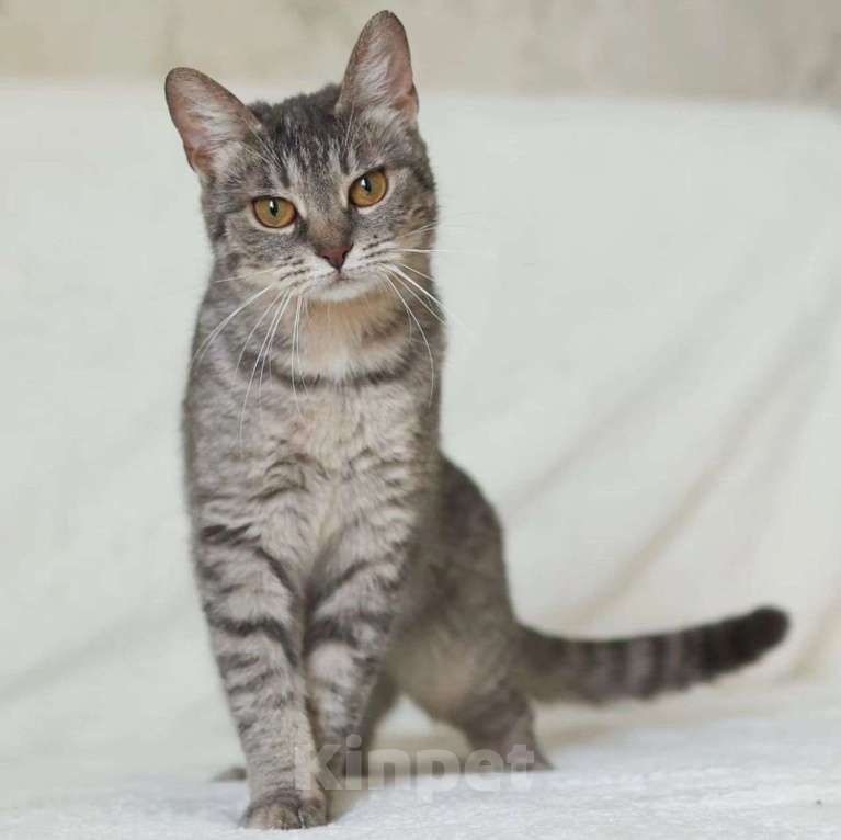 Кошки в Москве: Самую ласковую Соню никто не хочет брать Девочка, Бесплатно - фото 4