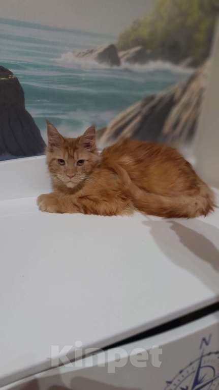 Кошки в Москве: Мейн-кун мальчик рыжий Мальчик, 90 000 руб. - фото 2