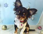 Собаки в Санкт-Петербурге: Щенок чихуахуа мальчик  Мальчик, 75 000 руб. - фото 1