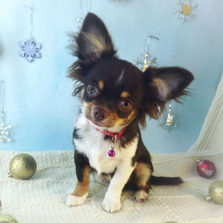 Собаки в Санкт-Петербурге: Щенок чихуахуа мальчик  Мальчик, 75 000 руб. - фото 1