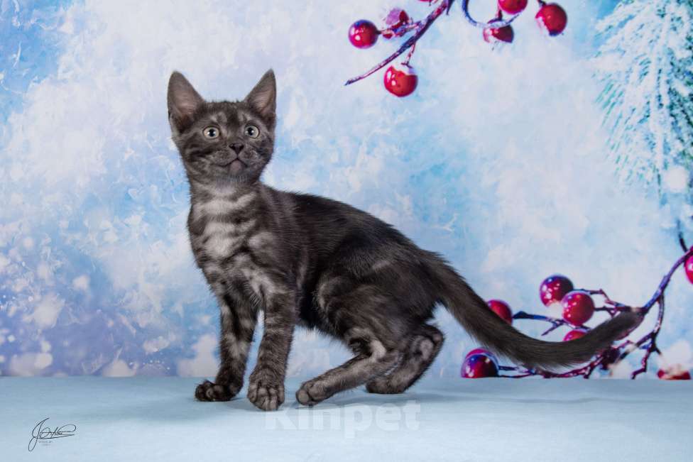 Кошки в Москве: Бугатти Девочка, 55 000 руб. - фото 4