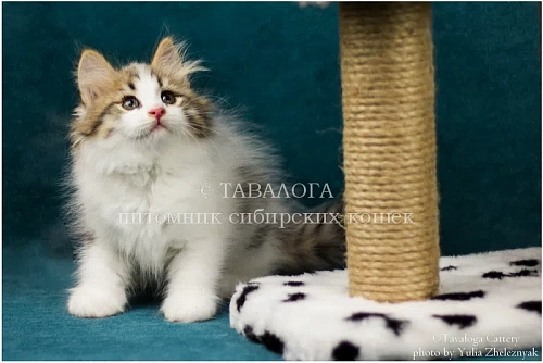 Сибирский котёнок из профессионального питомника