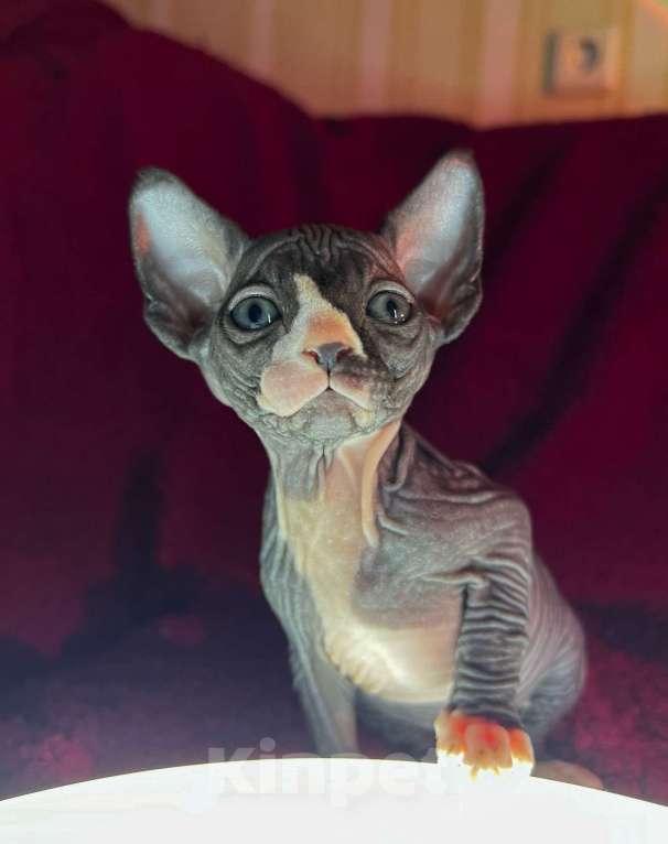 Кошки в Воронеже: Канадский сфинкс котёнок Девочка, 15 000 руб. - фото 3