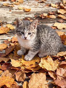 Котенку из леса нужен дом