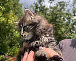 Кошки в Санкт-Петербурге: Котята в добрые руки Мальчик, Бесплатно - фото 5
