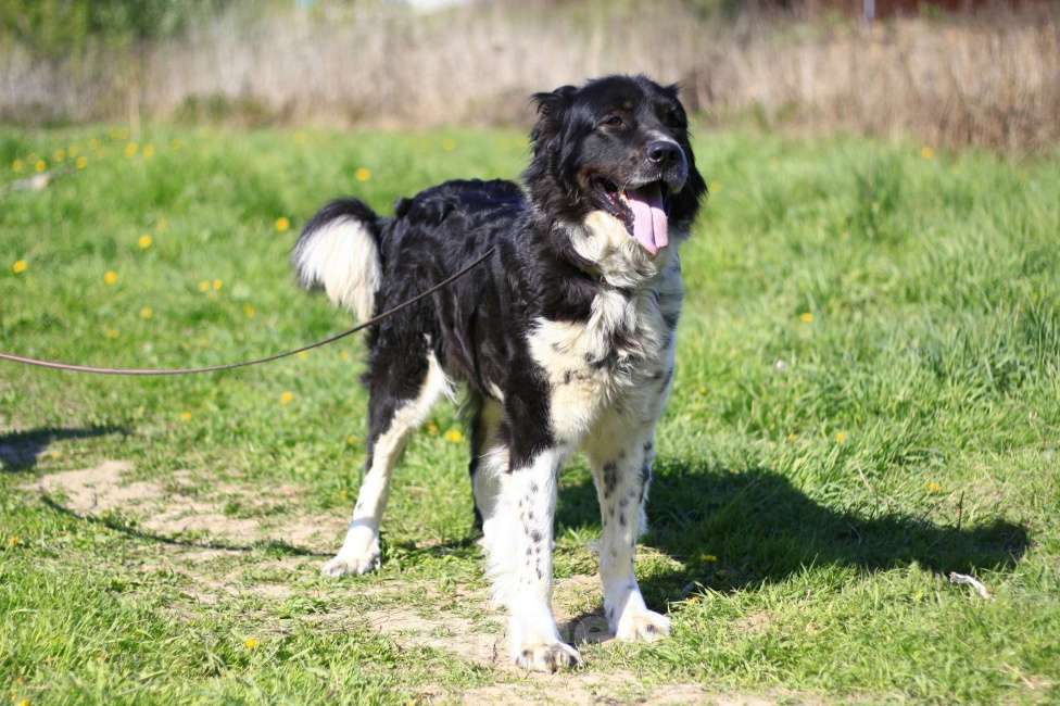 Собаки в Видном: Арья, 4 года Девочка, 1 руб. - фото 7