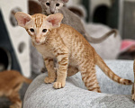 Кошки в Подольске: Чудесные ориентальные малыши Мальчик, 90 000 руб. - фото 8