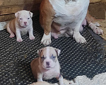 Собаки в Красноярске: Булли- Малыши Разнополые, 80 000 руб. - фото 5
