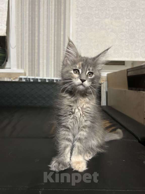 Кошки в Твери: мейн кун от чемпионов  Девочка, 45 000 руб. - фото 1