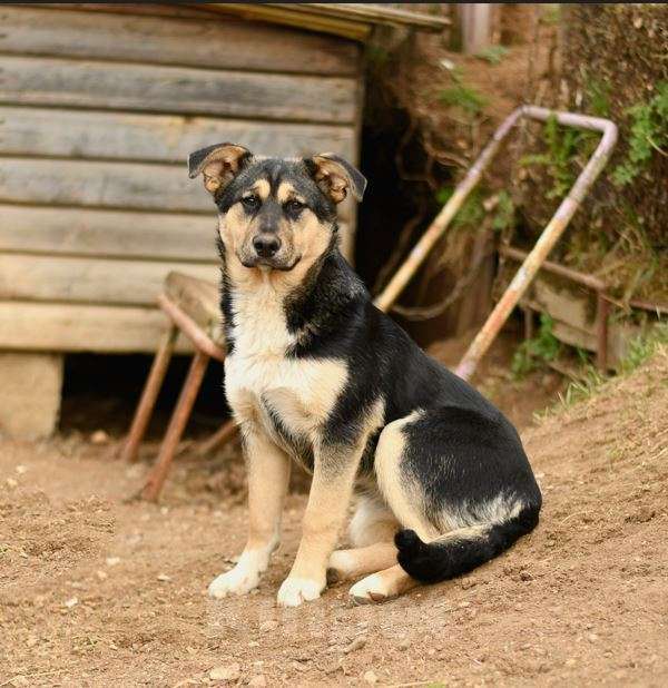 Собаки в Мытищах: щенок Ника ждет в приюте Девочка, Бесплатно - фото 3