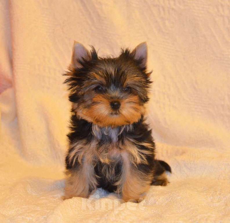 Собаки в Москве: Йоркширский терьер-чудо в ваш дом Разнополые, 20 000 руб. - фото 1
