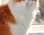 Кошки в Москве: Роскошный пушистый крупный рыжий кот Джемм в дар Мальчик, Бесплатно - фото 2