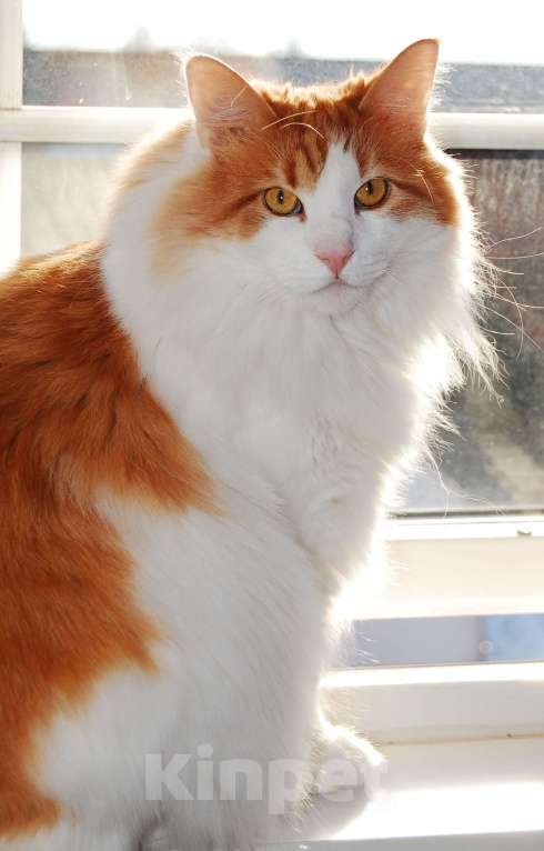 Кошки в Москве: Роскошный пушистый крупный рыжий кот Джемм в дар Мальчик, Бесплатно - фото 2