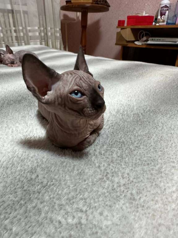 Кошки в Москве: Сфинкс Мальчик, 30 000 руб. - фото 3